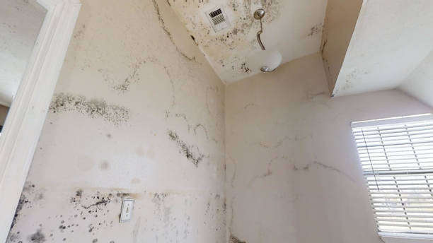 Mold Odor Removal Services in Vinings, GA