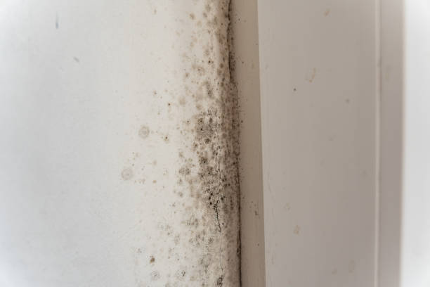 Best Air Quality Testing for Mold Spores  in Vinings, GA