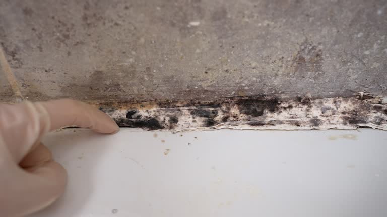 Mold Removal for HVAC Installations in Vinings, GA